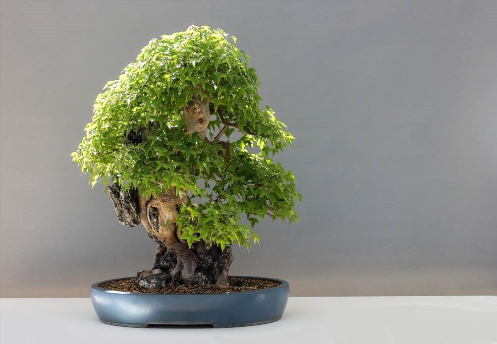 jak dbać o drzewko bonsai w domu