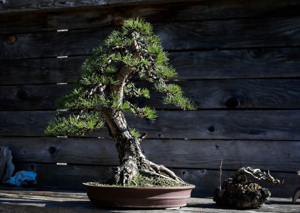jak dbać o drzewko bonsai