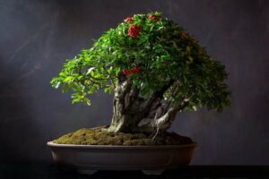 jak pielęgnować drzewko bonsai liściaste