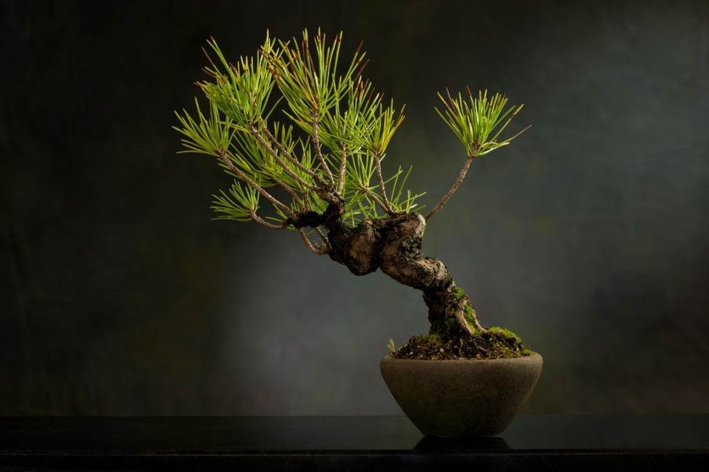jak pielęgnować drzewko bonsai